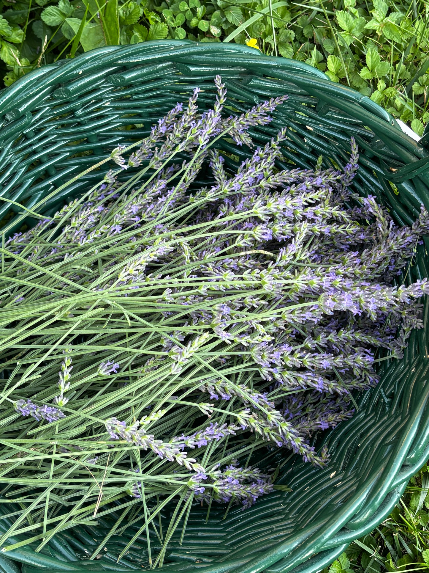 Everything Dawn Dried Lavender Bunch